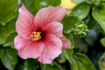 Hibiskus blüte Nahaufnahme © Mr.Stock