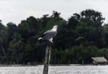 Eagle