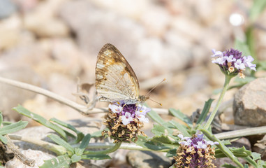 Macro of Pearl Crescent Butterfly (Phyciodes tharos) Perched on Natural Vegetation on the Pawnee National Grasslands in Colorado