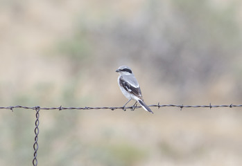Loggerhead Shrike (Lanius ludovicianus) Perched on Barbed Wire on the Pawnee National Grasslands in Colorado