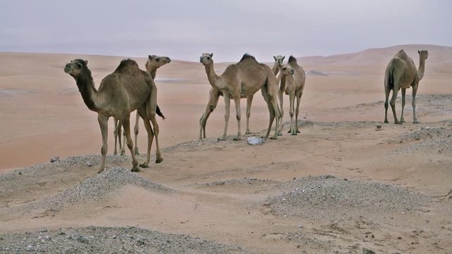 Wild camels in the desert