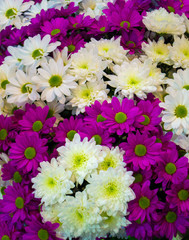 floral background of chrysanthemums
