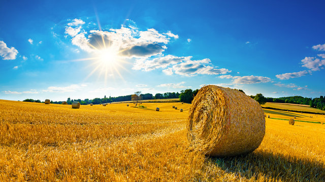 Fototapeta Landscape in summer with hay bales on a field and blue sky with bright sun in the background