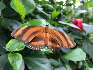 Schmetterling