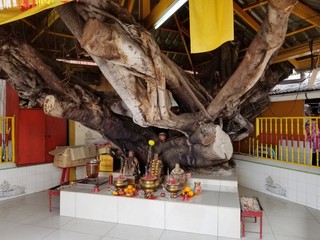 Penang tree God