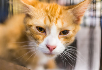 Portrait of one sad orange ginger kitten in cage waiting for shelter adoption