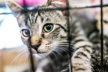 Portrait of one tabby kitten playing in cage in shelter waiting for adoption