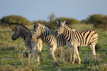 Fototapeta na wymiar Plains zebras (Equus burchelli) in natural habitat, Etosha National Park, Namibia.
