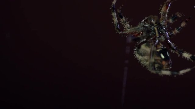 Close up of creepy spider spinning web at night
