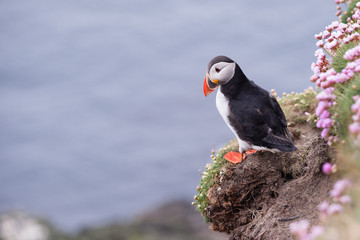 Pulcinella di mare fratercula arctica delle isole shetland