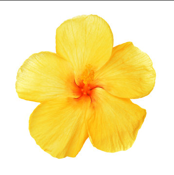 Yellow Hibiscus Isolated On White Background