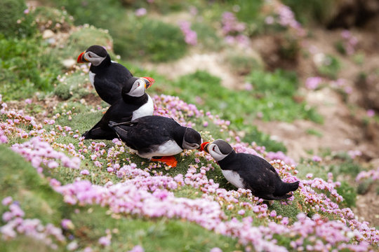 Pulcinella di mare fratercula arctica delle isole shetland