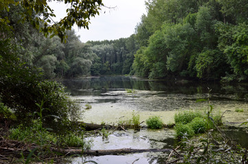 River and Trees in the Nature Reserve