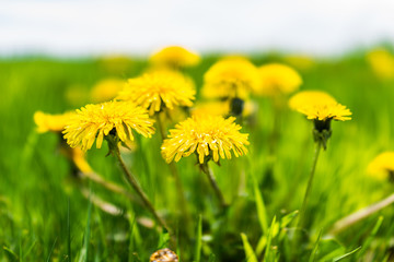 Group of yellow dandelion flowers in green grass in Quebec, Canada Charlevoix region macro closeup showing vibrant colors bunch