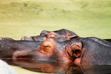 Fototapeta premium hippos at rest