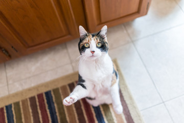 Calico cat standing up on hind legs begging for treat, one paw up, adorable cute big eyes asking...