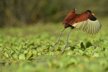 nature south america