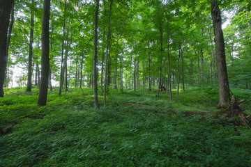 Peaceful Forest View within the Bruce Trails Splitrock Narrows