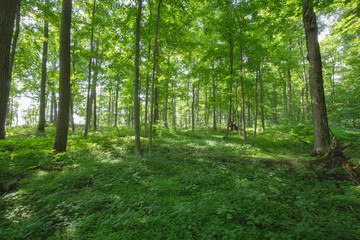 Peaceful Forest View within the Bruce Trails Splitrock Narrows