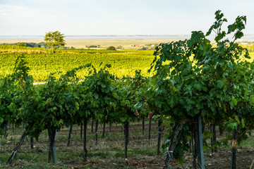 Fototapeta na wymiar Weingarten auf einer Anhöhe mit Blick in die weite Landschaft bis zum See