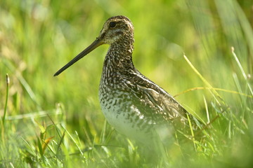 nature south america
