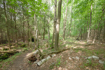 Trail within the Bruce Trails Splitrock Narrows