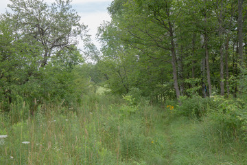 Peaceful Open Forest View within the Bruce Trails Splitrock Narrows