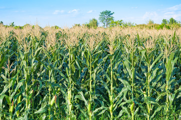 Corn field in clear day, Corn tree at farm land with blue cloudy Sky