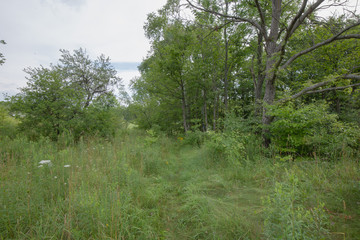 Peaceful Open Forest View within the Bruce Trails Splitrock Narrows