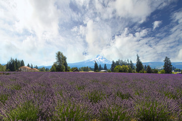 Lavender Field in Hood River Oregon with Mt. Hood view