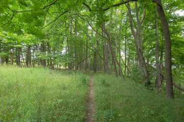 Trail within the Bruce Trails Splitrock Narrows
