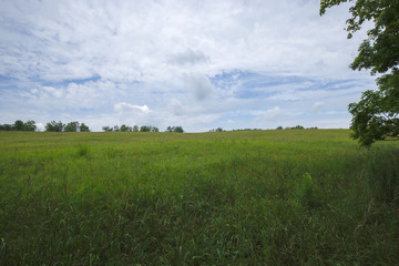 Peaceful Open Field View within the Bruce Trails Splitrock Narrows