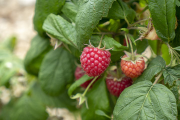 Raspberries in plant