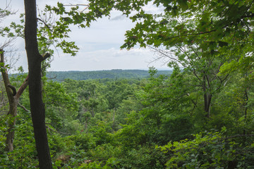 Peaceful Open Forest View within the Bruce Trails Splitrock Narrows
