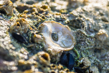 Sea shells stuck on a rock 