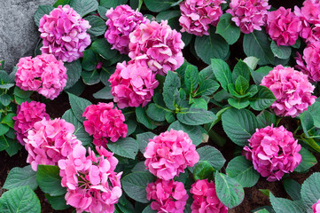 Pink hydrangea in the garden