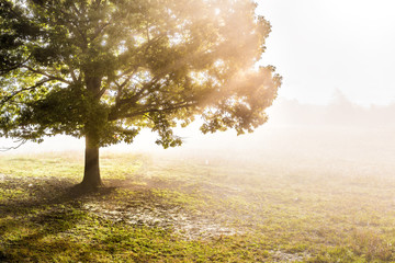One large green tree in autumn with orange leaves in mist, fog, and sun rays breaking, shining through foggy silhouette in morning countryside concept - Powered by Adobe