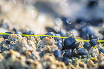 Sea shells stuck on a rock 