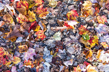 Pattern of fallen autumn brown, orange, red, golden many leaves on ground flat lay top view down in Harper's Ferry, West Virginia