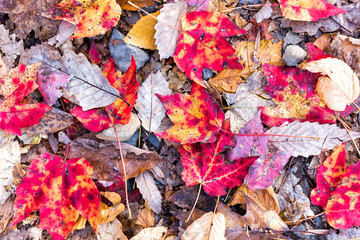 Closeup pattern of rocks, fallen autumn brown, orange, red, golden many leaves on ground flat lay top view down in Harper's Ferry, West Virginia