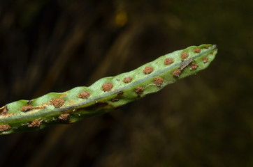 nature south america