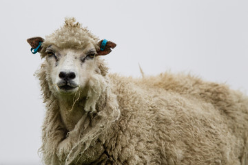 Pecore delle isole Shetland