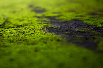 green moss background