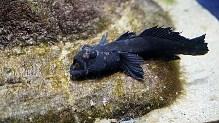 Рыба черна с плавниками воланами