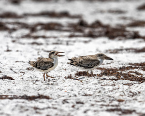 Two chicks playing on the beach