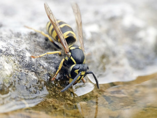 Common wasp (Vespula vulgaris)