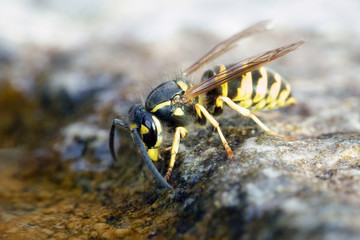 Naklejka na ściany i meble Common wasp (Vespula vulgaris)