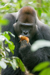 Western Lowland Gorilla - Gorilla gorilla Dzanga Sangha - Central African Republic