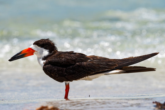 Adult black skimmer resting on the beach