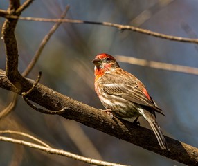 House finch